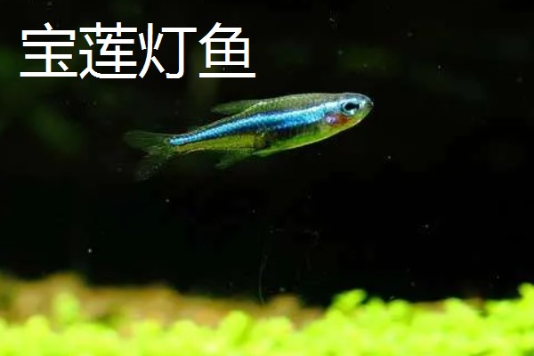 红尾玻璃灯鱼好不好养，饲养难度较小