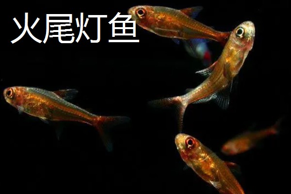 红尾玻璃灯鱼好不好养，饲养难度较小