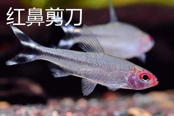 红尾玻璃灯鱼好不好养，饲养难度较小