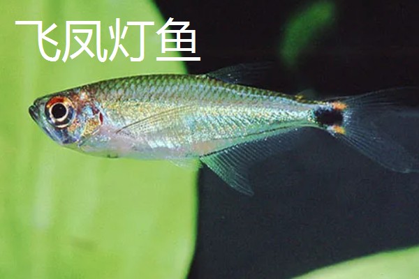 红尾玻璃灯鱼好不好养，饲养难度较小