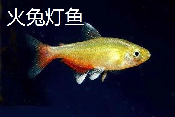 红尾玻璃灯鱼好不好养，饲养难度较小