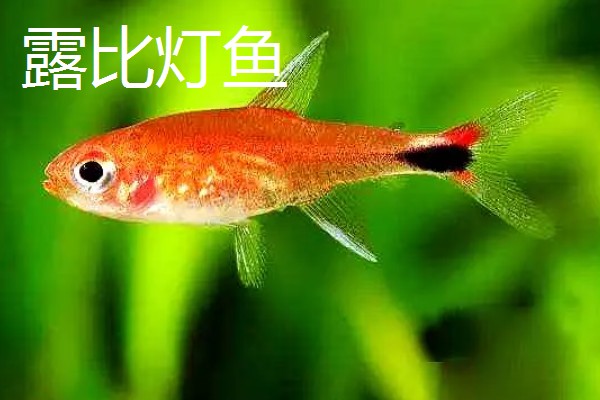 红尾玻璃灯鱼好不好养，饲养难度较小