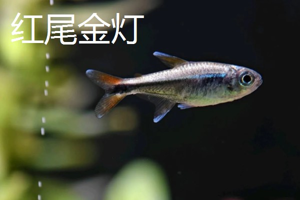 红尾玻璃灯鱼好不好养，饲养难度较小