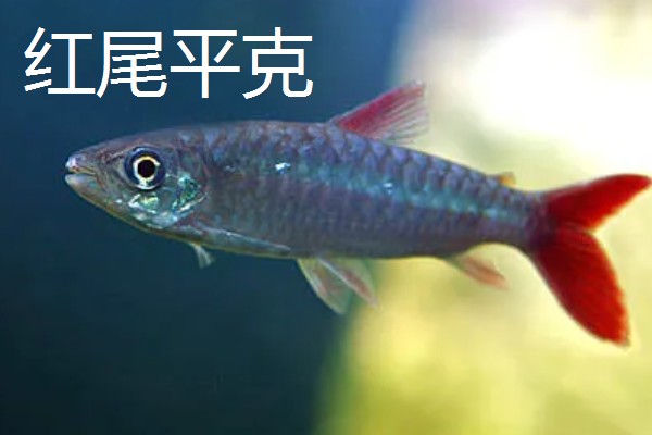 红尾玻璃灯鱼好不好养，饲养难度较小