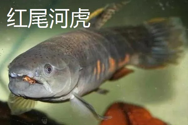 红尾玻璃灯鱼好不好养，饲养难度较小
