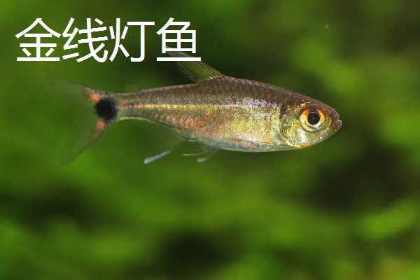 红尾玻璃灯鱼好不好养，饲养难度较小