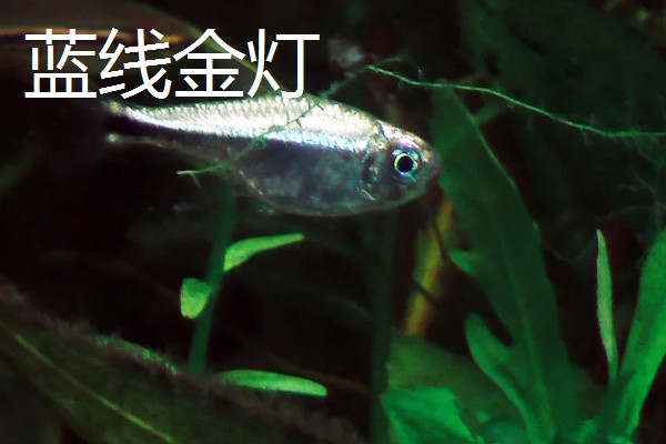 红尾玻璃灯鱼好不好养，饲养难度较小