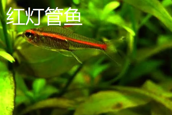 红尾玻璃灯鱼好不好养，饲养难度较小