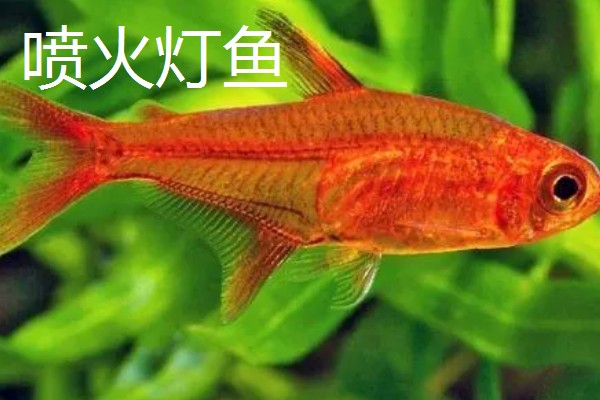 红尾玻璃灯鱼好不好养，饲养难度较小