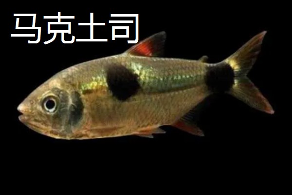 红尾玻璃灯鱼好不好养，饲养难度较小