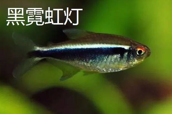 红尾玻璃灯鱼好不好养，饲养难度较小