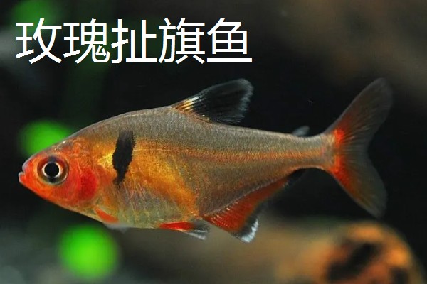 红尾玻璃灯鱼好不好养，饲养难度较小