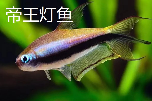 红尾玻璃灯鱼好不好养，饲养难度较小