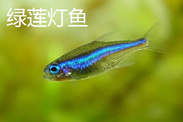 红尾玻璃灯鱼好不好养，饲养难度较小