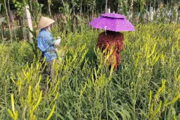 黄花菜什么时候采收，一般品种适宜在每天凌晨采收