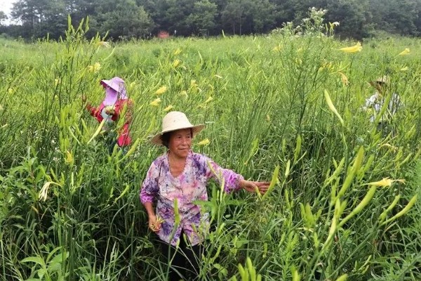 黄花菜什么时候采收，一般品种适宜在每天凌晨采收