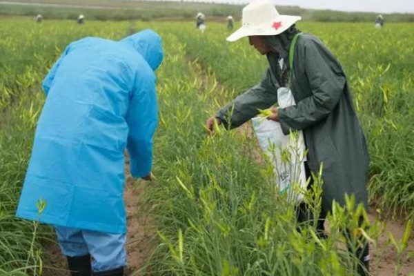 黄花菜什么时候采收，一般品种适宜在每天凌晨采收