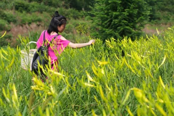 黄花菜什么时候采收，一般品种适宜在每天凌晨采收