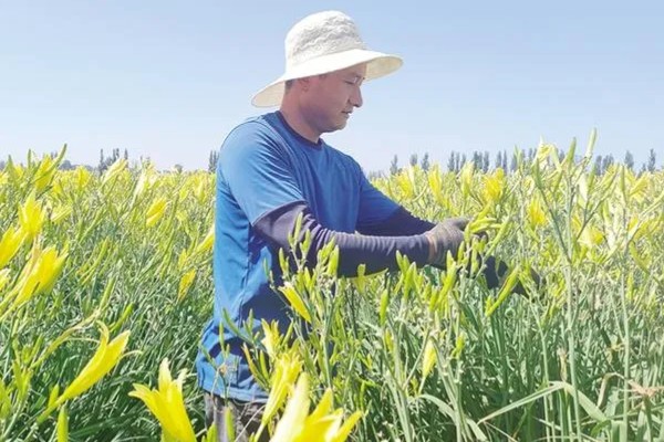 黄花菜什么时候采收，一般品种适宜在每天凌晨采收