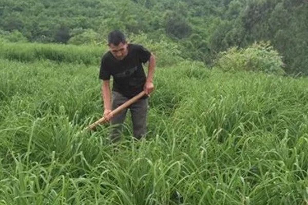 黄花菜什么时候采收，一般品种适宜在每天凌晨采收