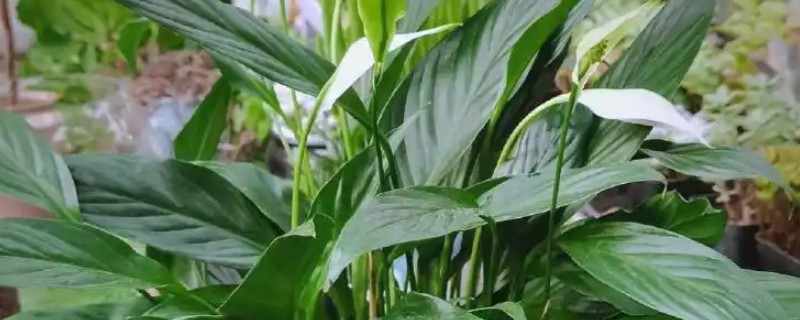 一帆风顺叶子发黄的原因及处理方法，可能是光照太强所致
