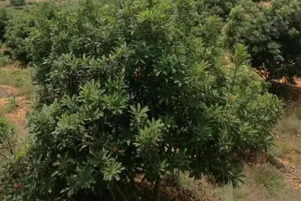 东魁杨梅的管理技术要点，主施有机肥辅施钾肥