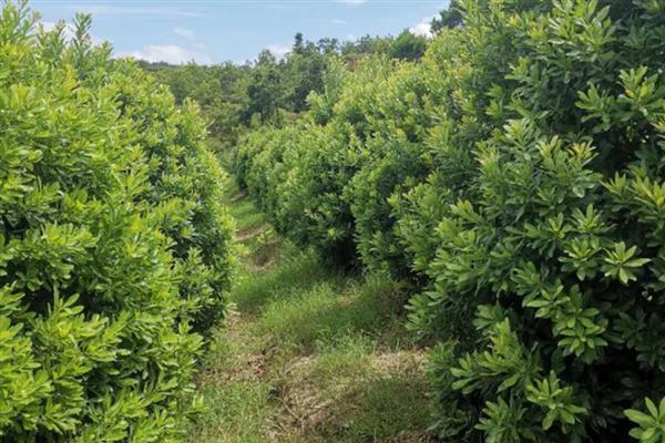 东魁杨梅的管理技术要点，主施有机肥辅施钾肥
