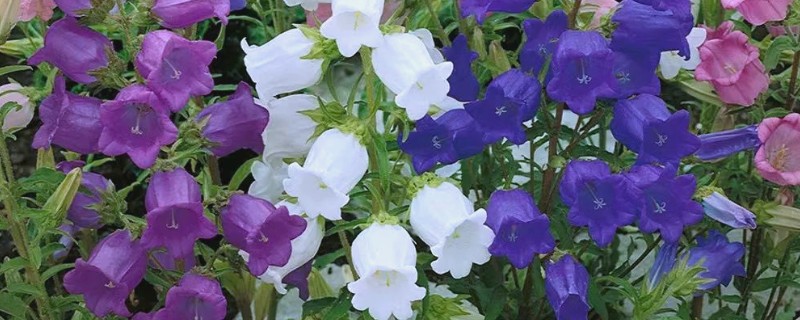 风铃草的品种，主要分为紫斑风铃草、灰毛风铃草等8个种类