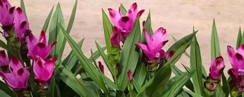 姜荷花好不好养活,姜荷花好养活