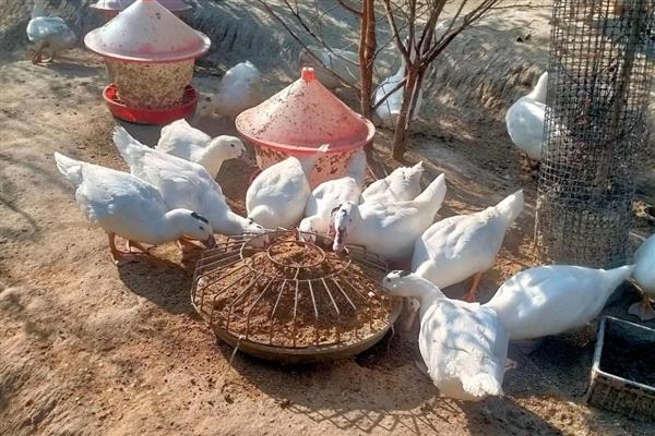 骡鸭的特点,特点为生长速度较快