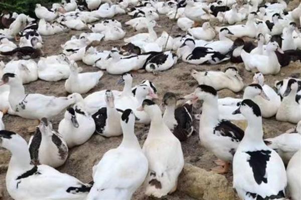 骡鸭的特点,特点为生长速度较快