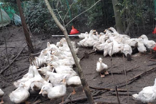 骡鸭的特点,特点为生长速度较快