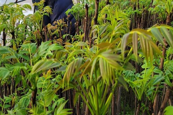 香椿什么时候发芽，不同地区的发芽时间不同