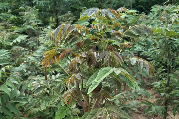 香椿什么时候发芽，不同地区的发芽时间不同