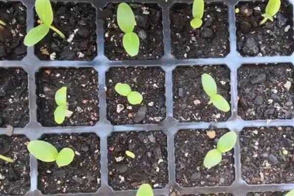 露天黄瓜的种植方法，可以在每年的4-5月份种植