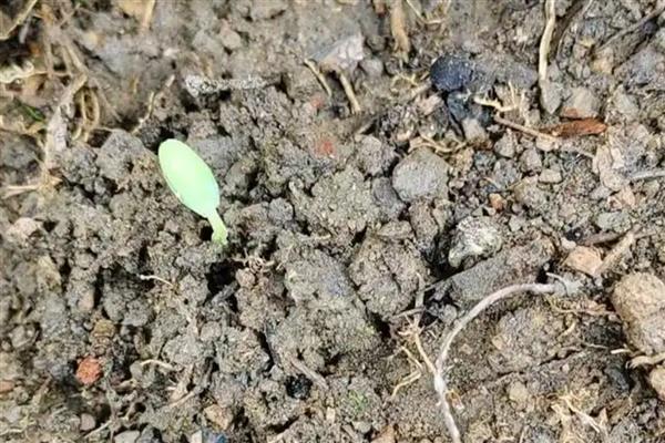 露天黄瓜的种植方法，可以在每年的4-5月份种植