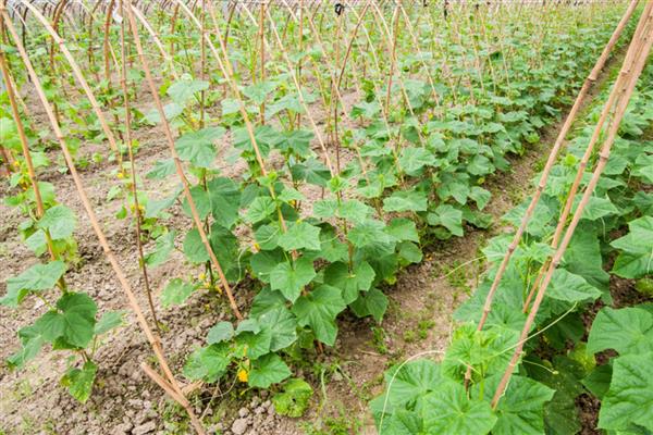 露天黄瓜的种植方法，可以在每年的4-5月份种植