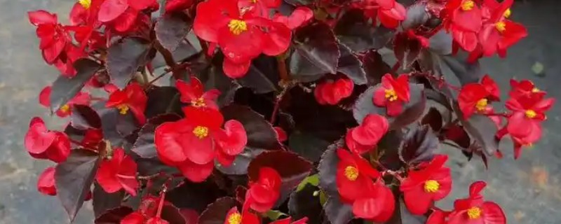 哪些花卉一年之中花期不断，四季海棠可常年开花
