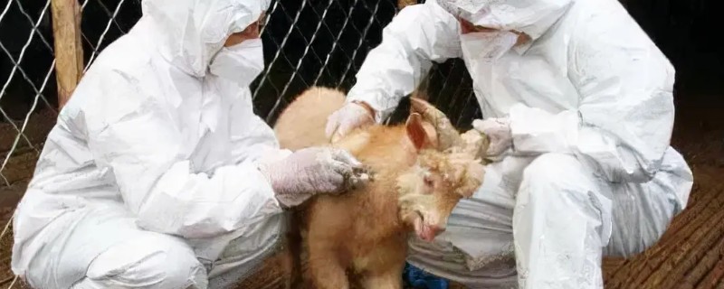 羊打针起包了怎么处理，可以局部冰块外敷