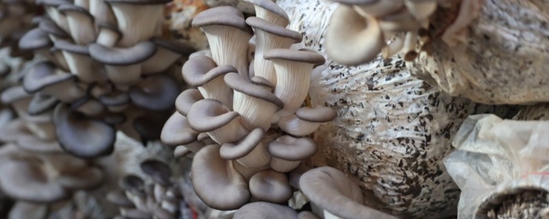 平菇出菇期间的管理方法，没有完全展开的时候要及时采收