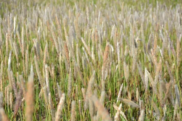 茅草用什么除草剂除根，3-5叶期用草甘膦异丙胺盐