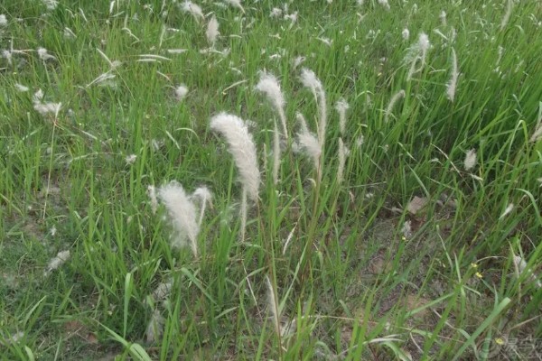 茅草用什么除草剂除根，3-5叶期用草甘膦异丙胺盐