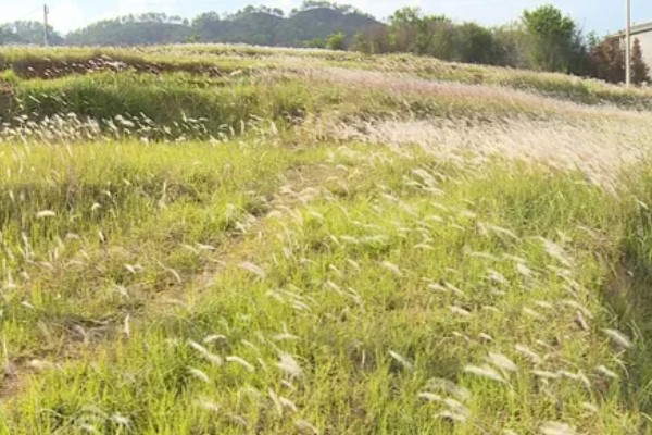 茅草用什么除草剂除根，3-5叶期用草甘膦异丙胺盐