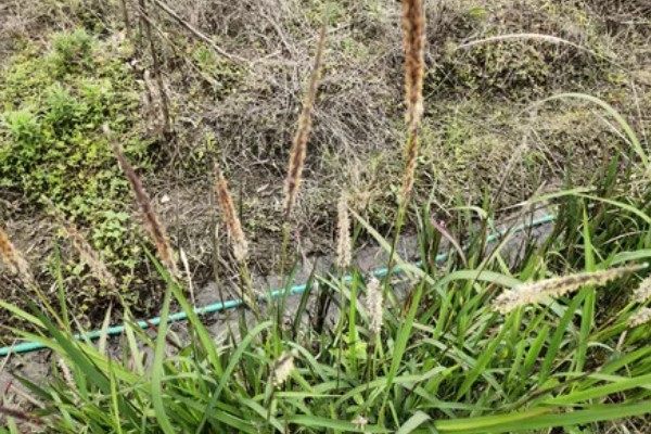 茅草用什么除草剂除根，3-5叶期用草甘膦异丙胺盐