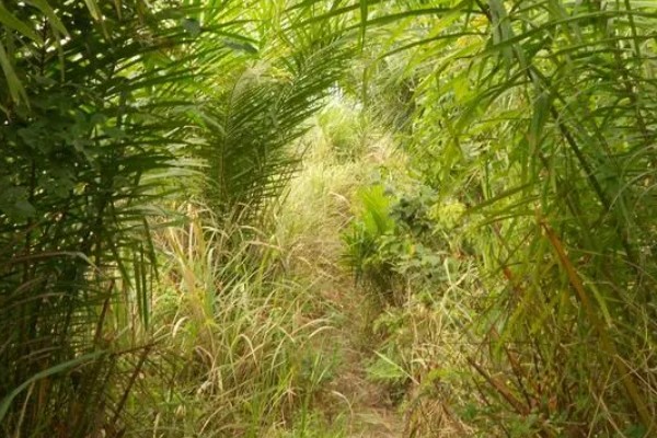 茅草用什么除草剂除根，3-5叶期用草甘膦异丙胺盐