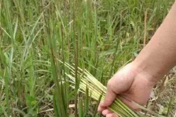 茅草用什么除草剂除根，3-5叶期用草甘膦异丙胺盐