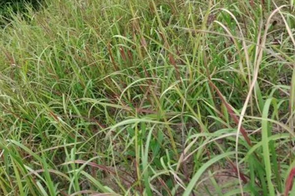 茅草用什么除草剂除根，3-5叶期用草甘膦异丙胺盐