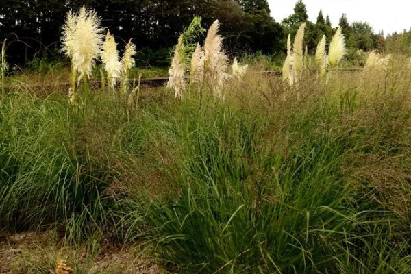 茅草用什么除草剂除根，3-5叶期用草甘膦异丙胺盐