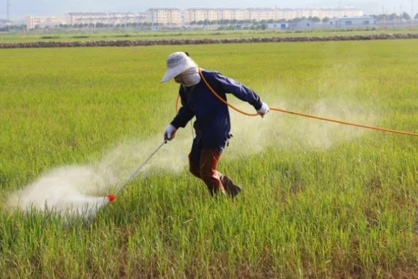 茅草用什么除草剂除根，3-5叶期用草甘膦异丙胺盐