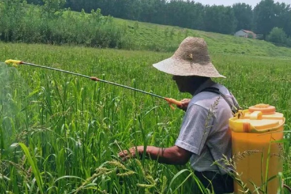 茅草用什么除草剂除根，3-5叶期用草甘膦异丙胺盐